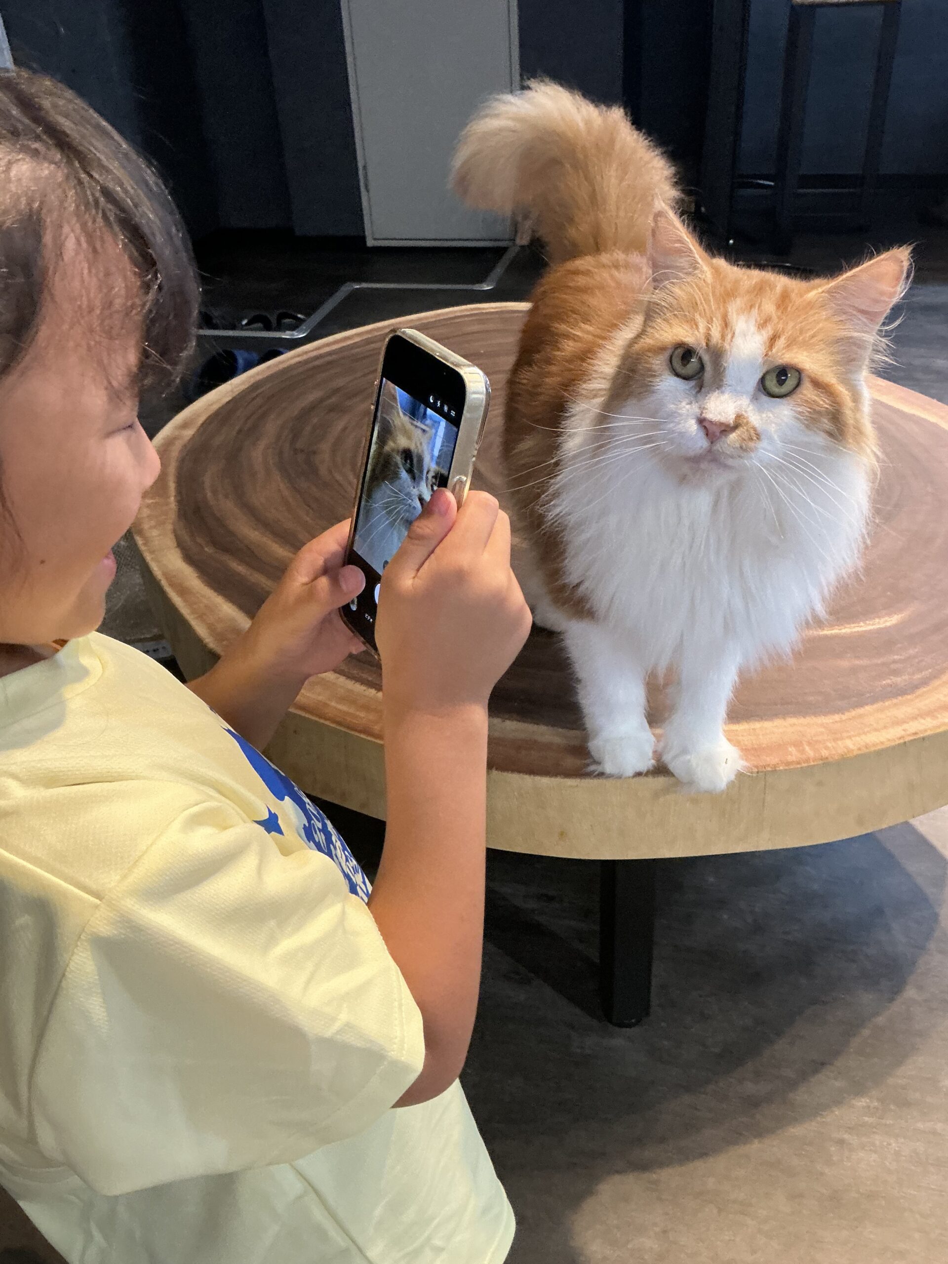 写真を撮る