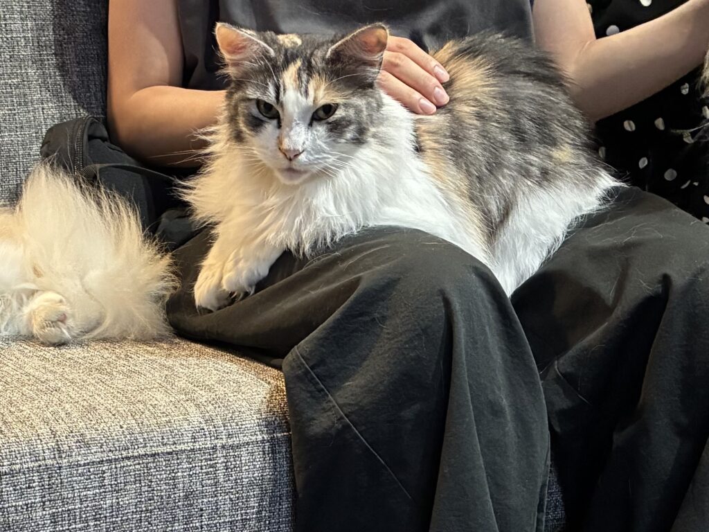膝上に乗ってくる猫