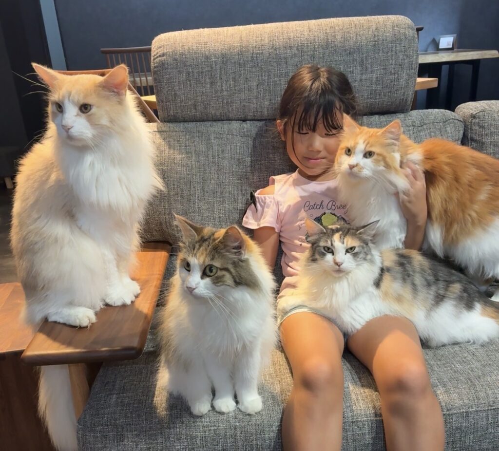 猫にまみれる体験