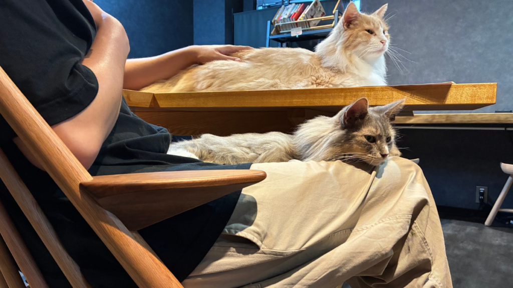 短足猫のティエラは猫の中の猫!自分基準で自分の居場所を決めます!膝に乗ってきたらあなたは選ばれし特別な存在です
